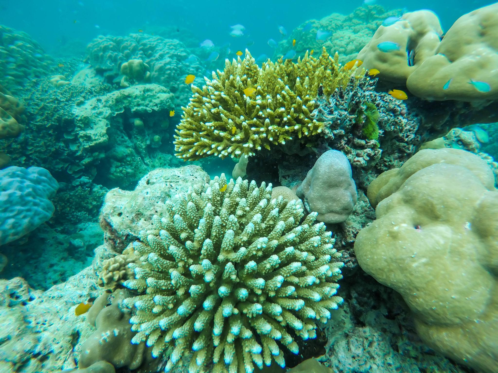 Surin Island by speedboat image 5