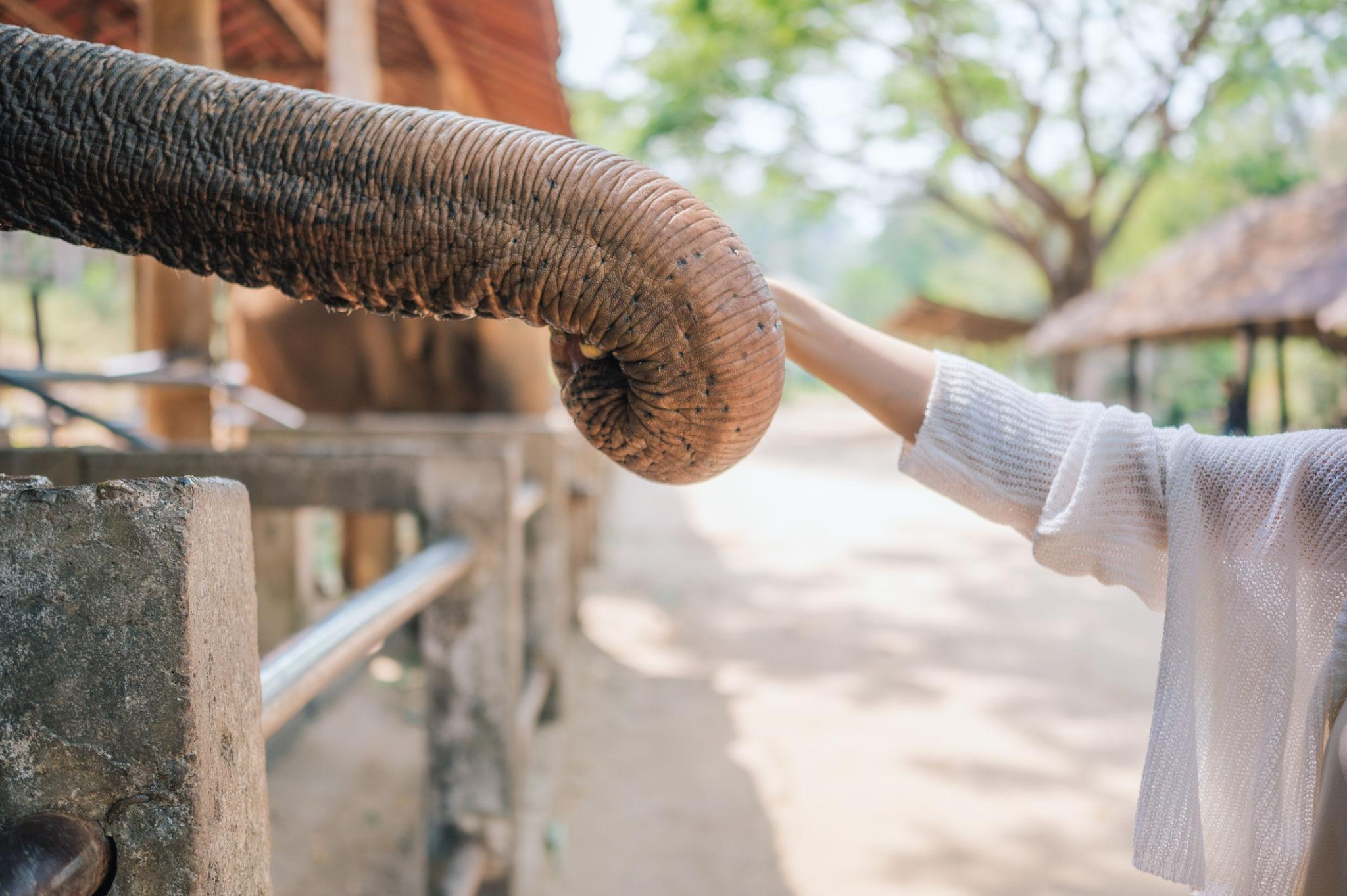 Phuket Siray Elephant Care & Feeding Experience image 3