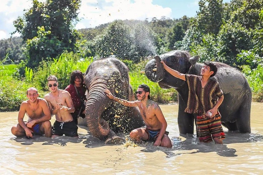Phuket Siray Elephant Rain Shower + Feeding Experience image 2