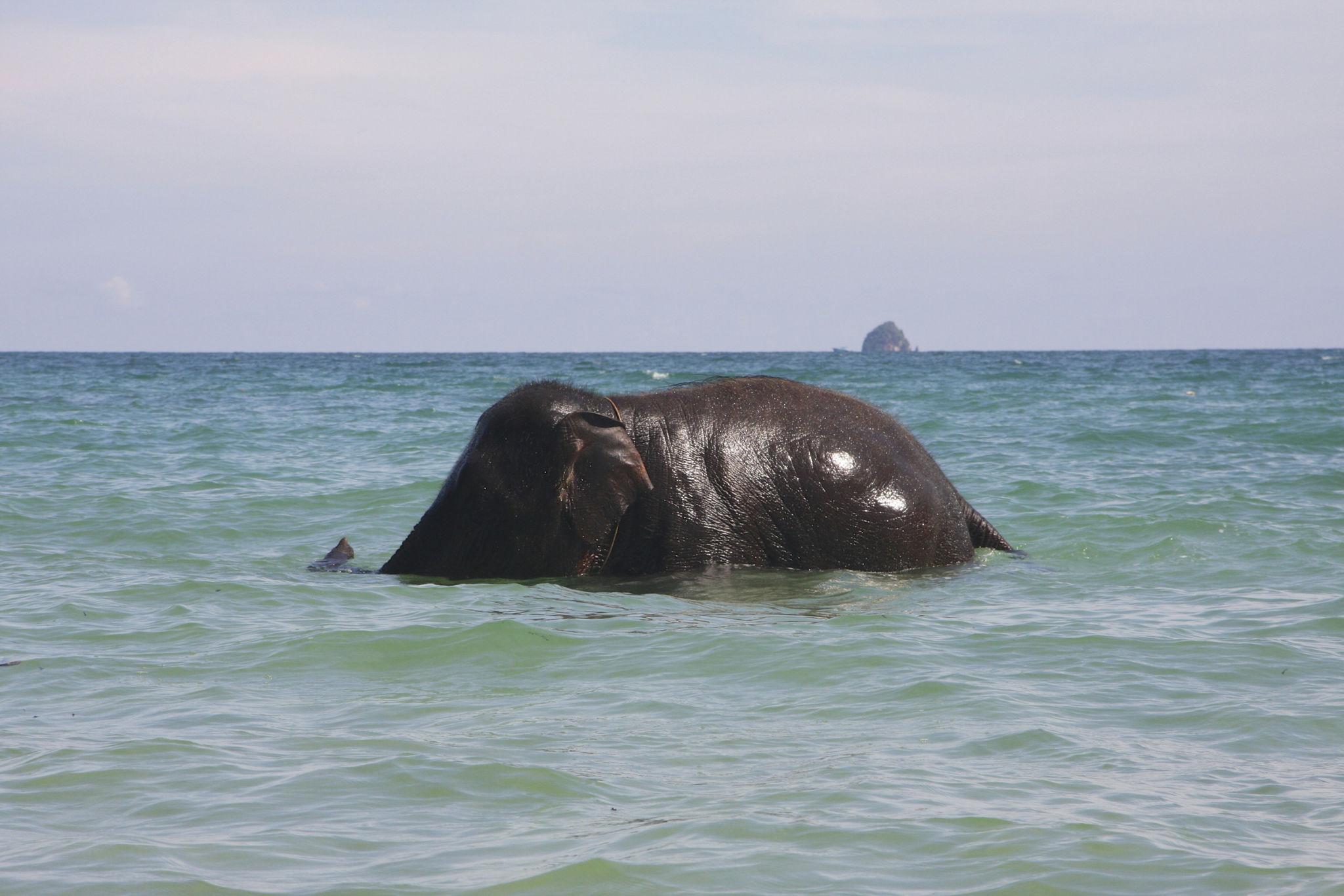 Phuket Siray Elephant Beach Bathing + Feeding Experience image 2