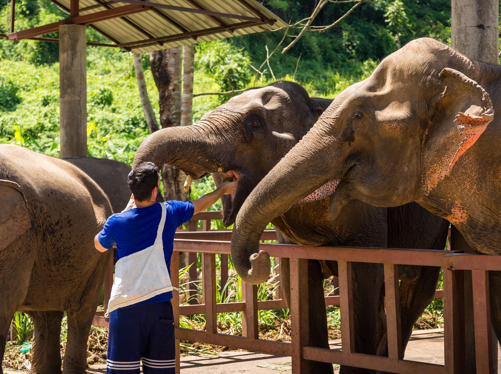 Phuket Siray Elephant Rain Shower + Feeding Experience image 5