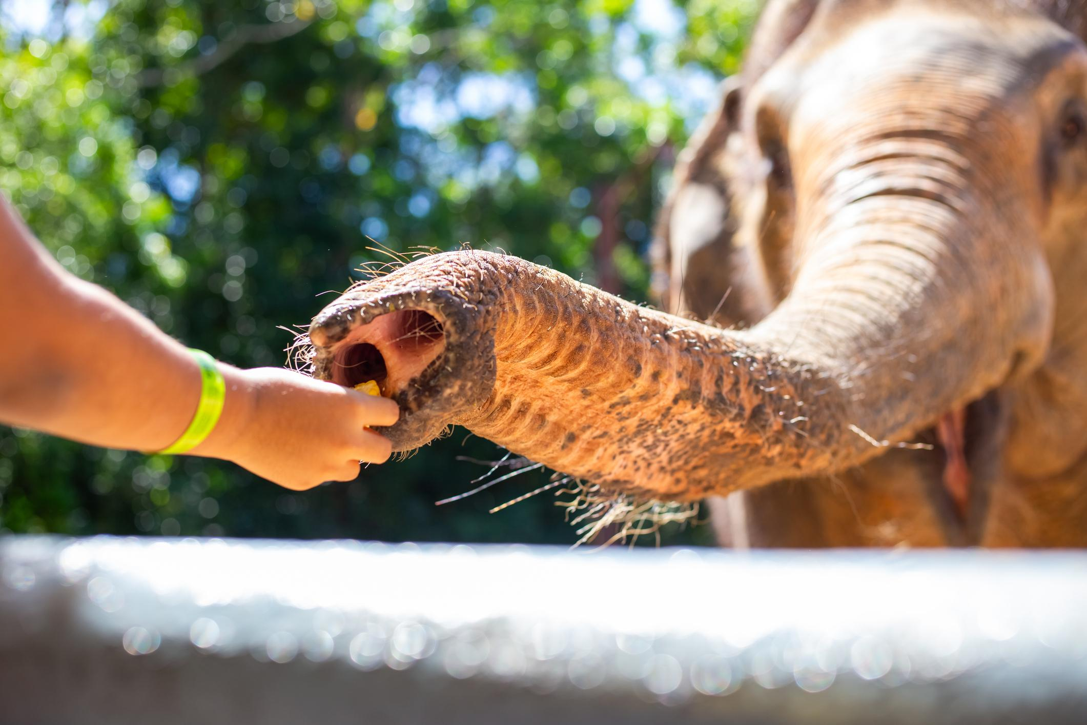 Phuket Siray Elephant Care & Feeding Experience image 4