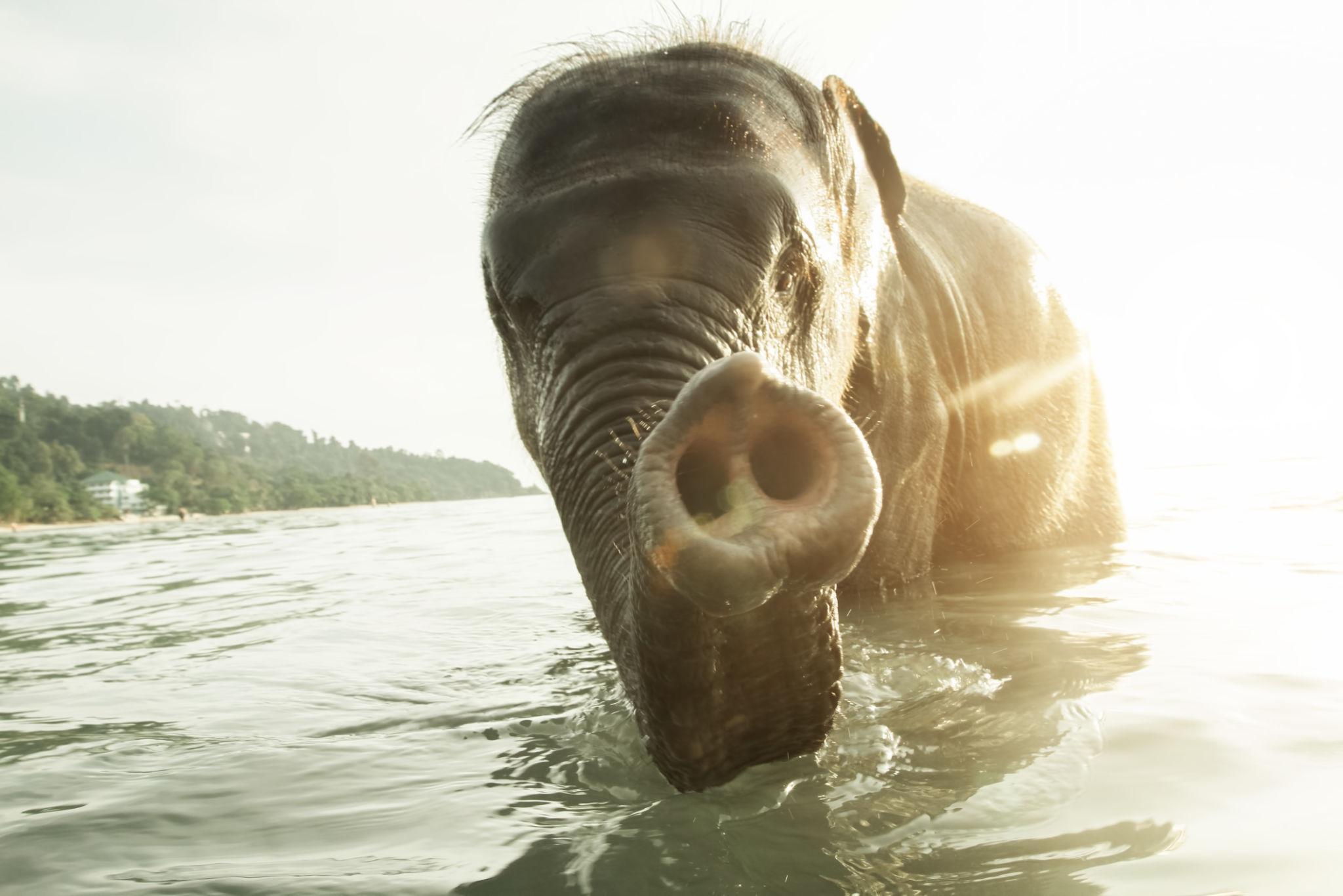Phuket Siray Elephant Beach Bathing + Feeding Experience image 3