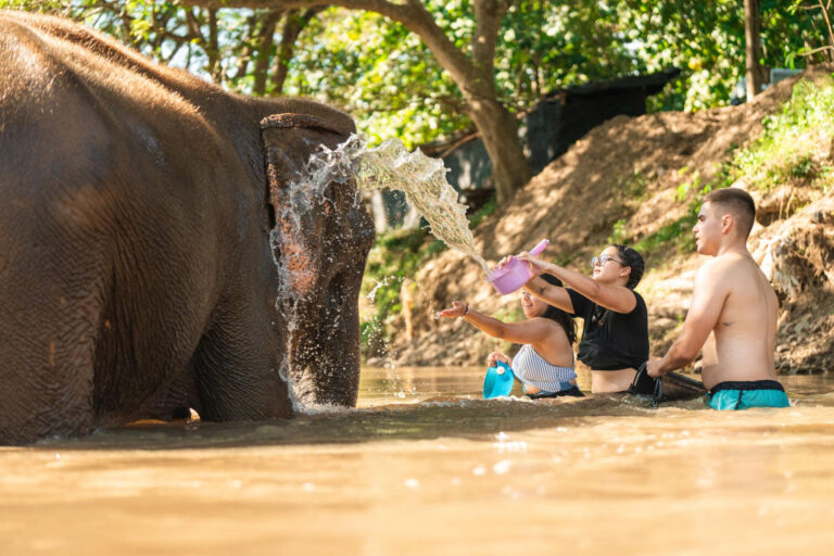 Phuket Siray Elephant Rain Shower + Feeding Experience