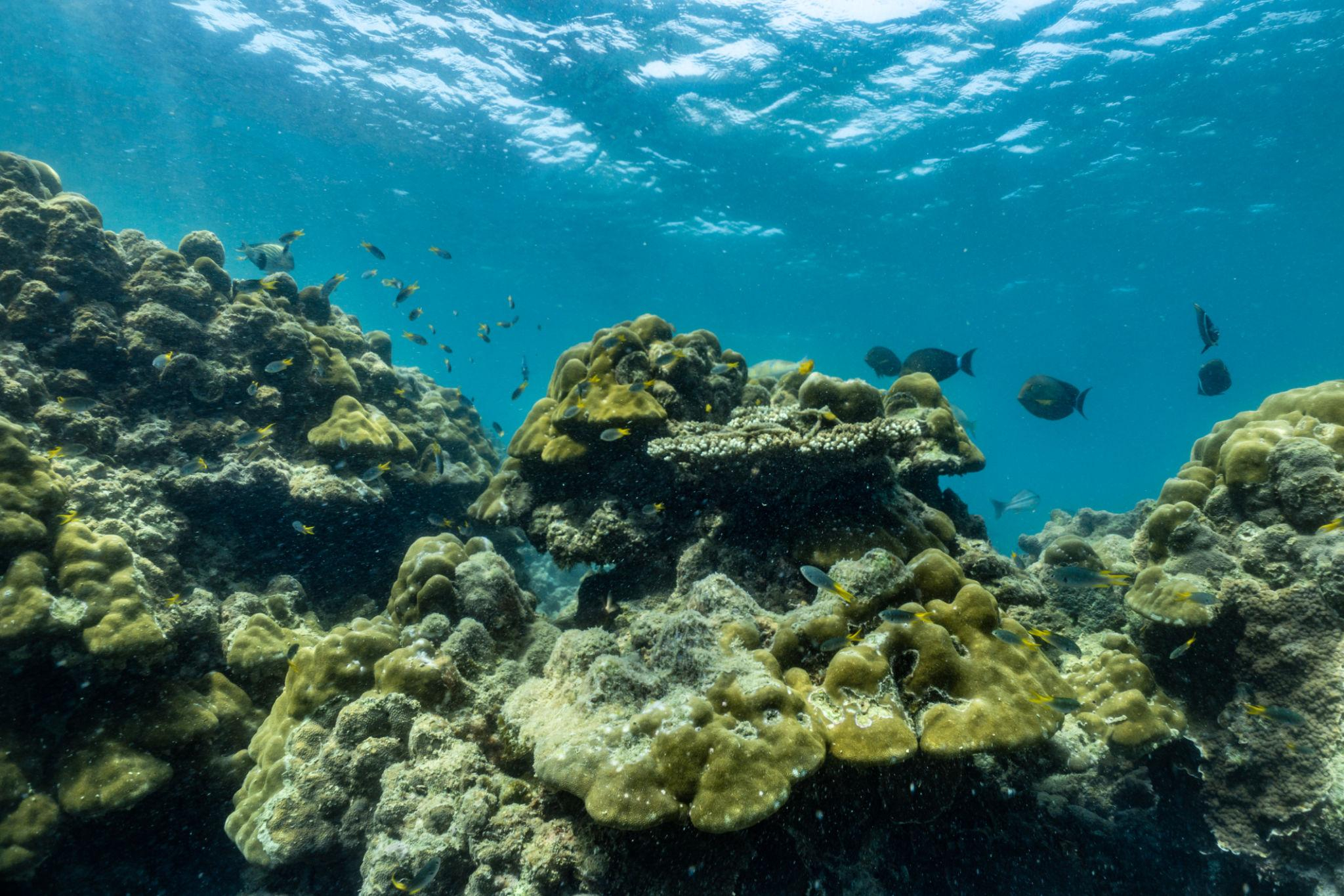 Coral & Racha Island by speedboat image 4