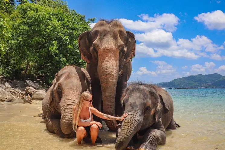 Phuket Siray Elephant Beach Bathing + Feeding Experience