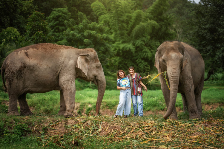 Phuket Siray Elephant Care & Feeding Experience image 2