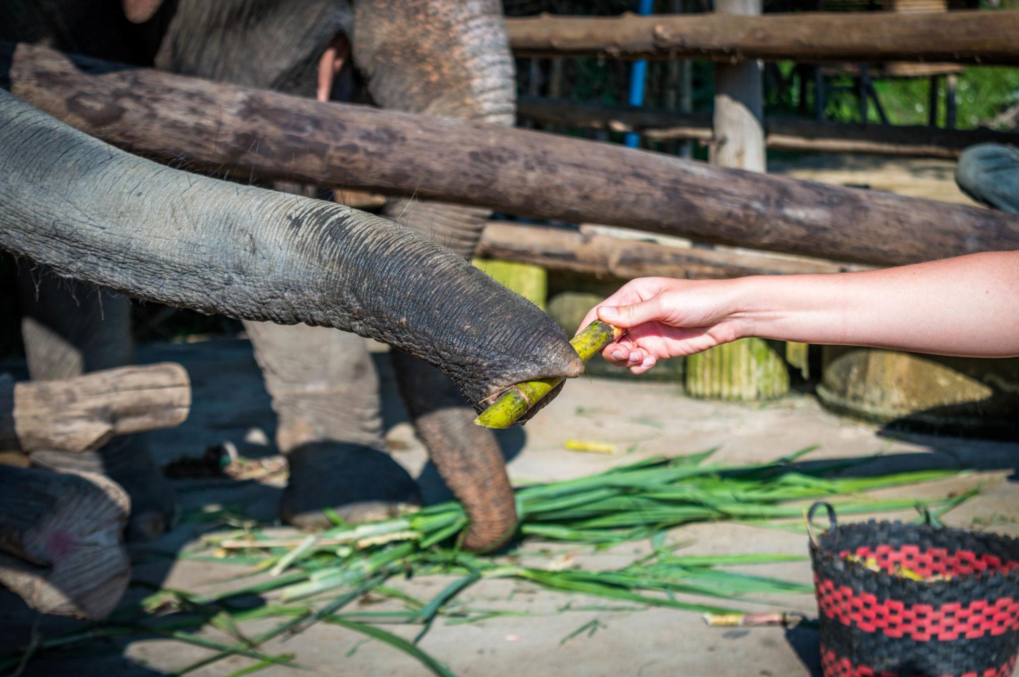 Phuket Siray Elephant Beach Bathing + Feeding Experience image 5