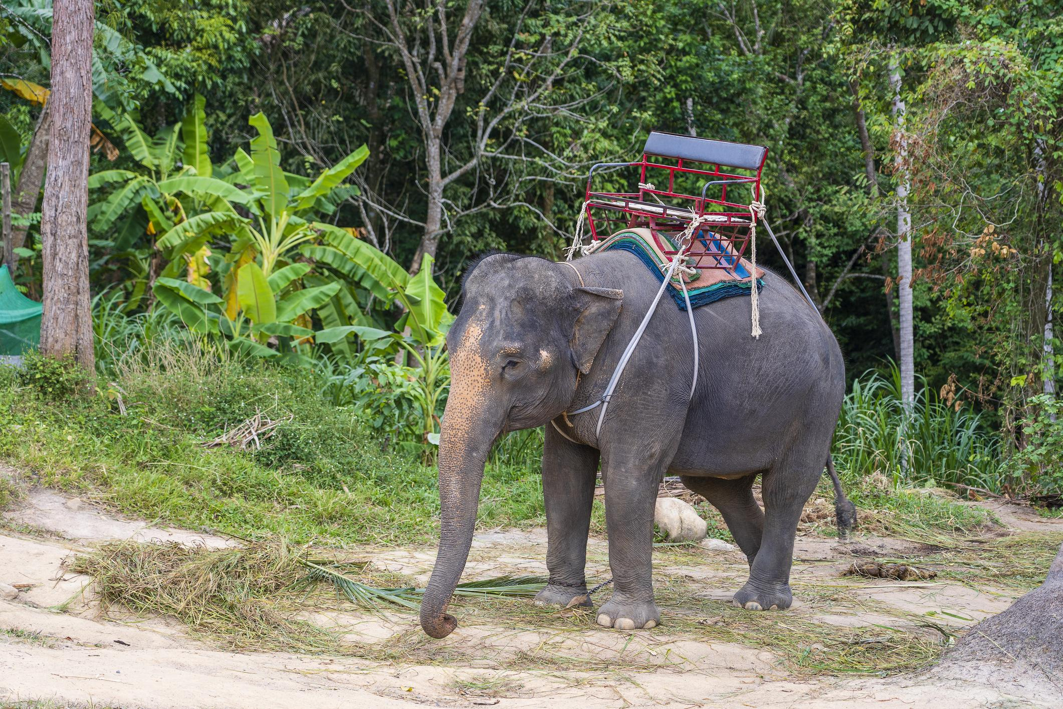 Rafting + Elephant Trekking + ATV + Zipline Adventure (Best Selling) image 3