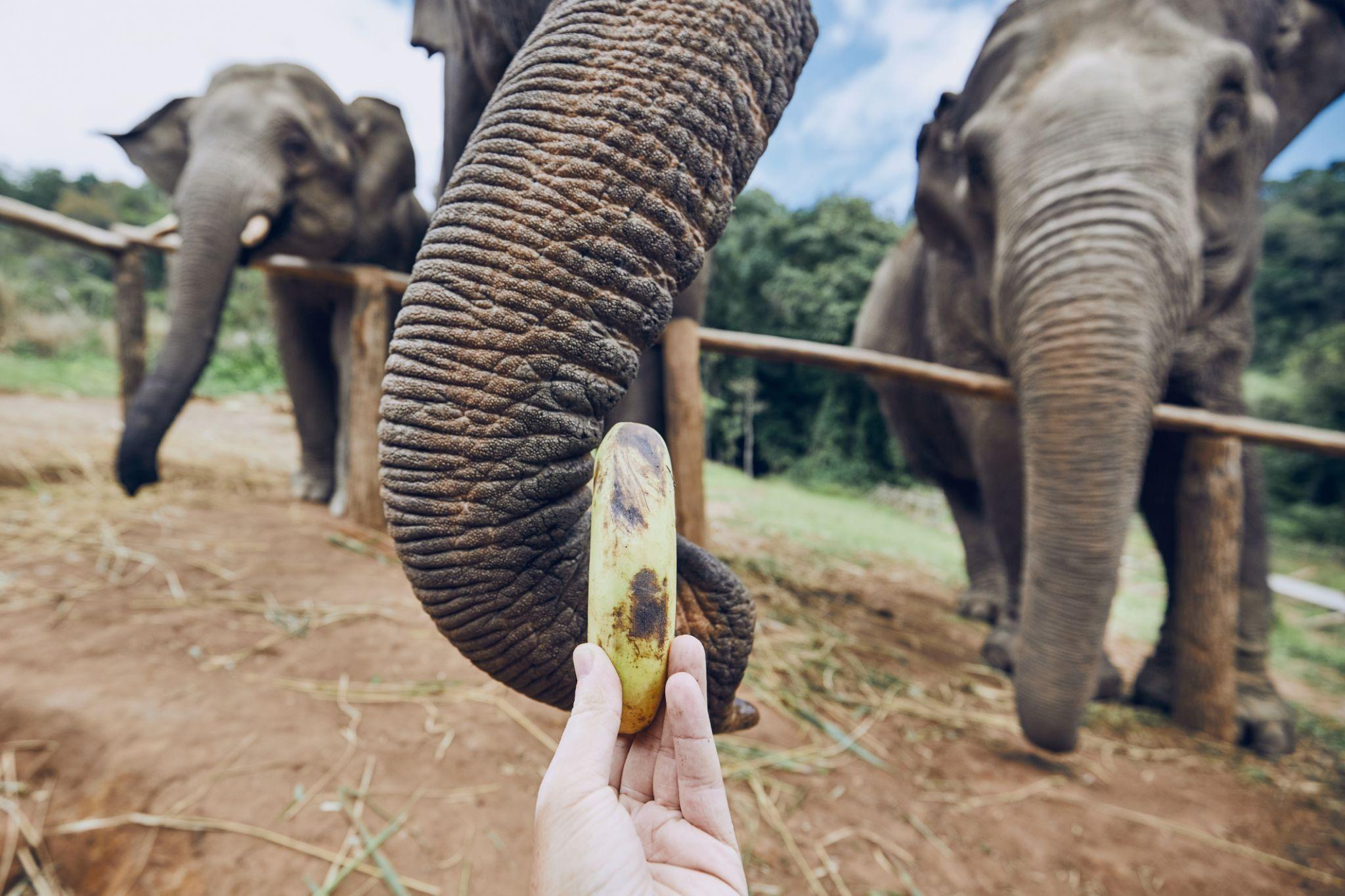 Phuket Siray Elephant Care & Feeding Experience image 5